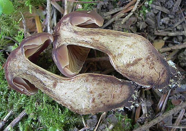 Cortinarius spec. Cod.:2899-07